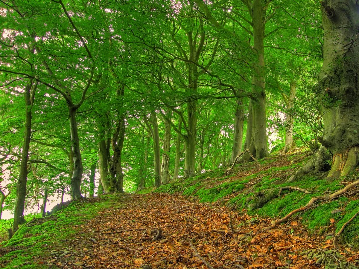 Буковый лес сочи. Буковый лес 1. Дубово-буковые леса норвегии. Люксембург буковые леса. Буковый лес 1.
