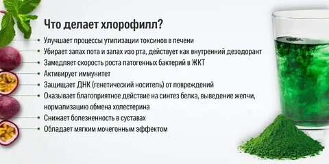 Хлорофилл польза человеку отзывы