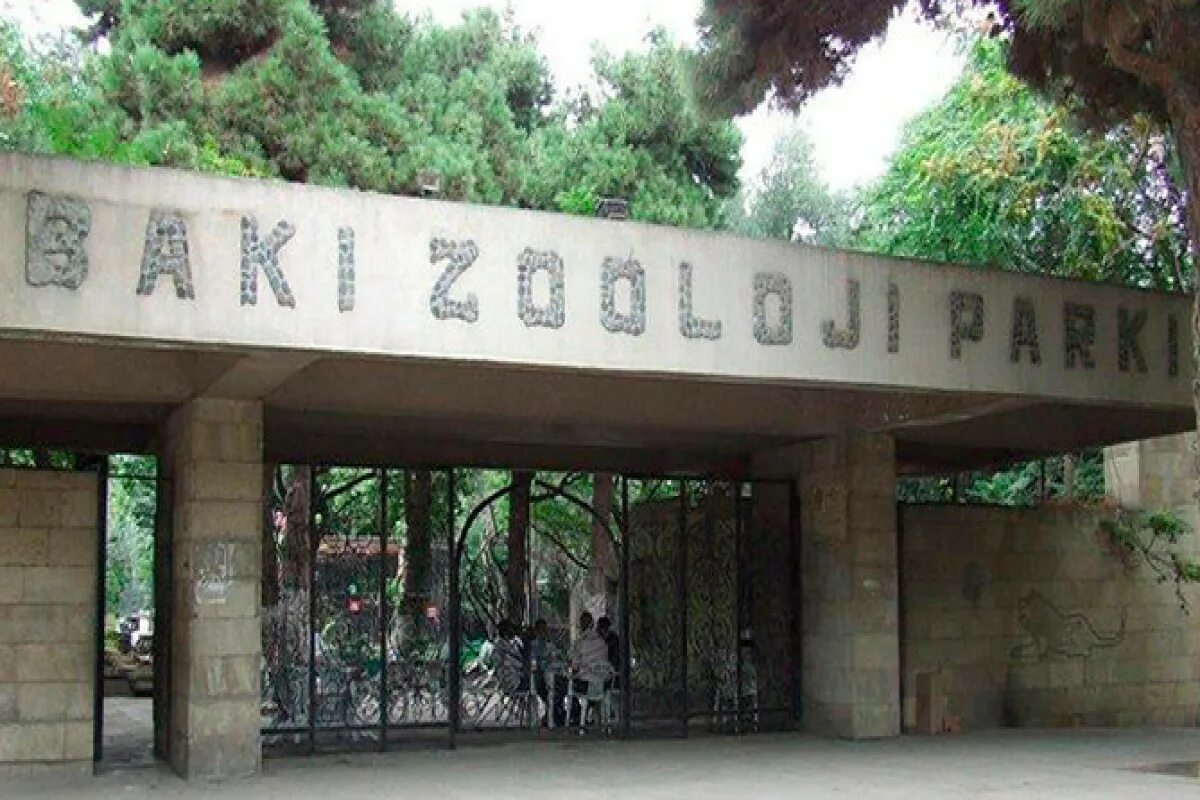 Yuva zoo баку. Зоопарк баку. Зоопарк гянджлик баку. Лев и тигр ребенок. Зоопарк баку.