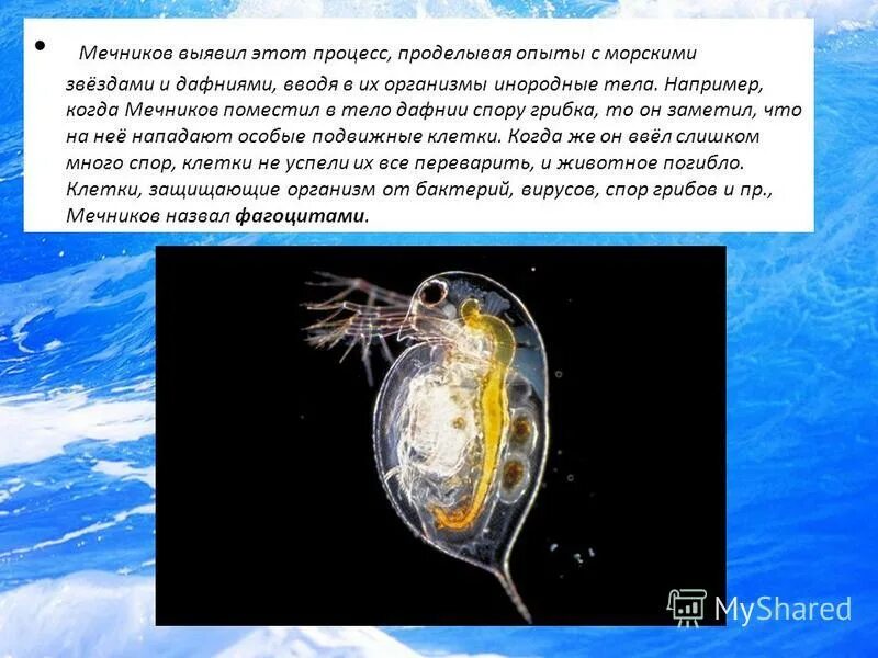 Негр держит колбу. Опыт мечникова воспаление. Экспериментатор провел эксперимент с дафниями. Коэволюция паразитов и их хозяина. Экспериментатор провел эксперимент с дафниями.