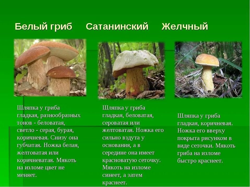 Белый гриб признаки. Ложный Боровик двойник белого гриба. Отличие белого гриба от сатанинского гриба. Белый гриб и сатанинский гриб отличия. Отличия грибов белый гриб и сатанинский гриб.
