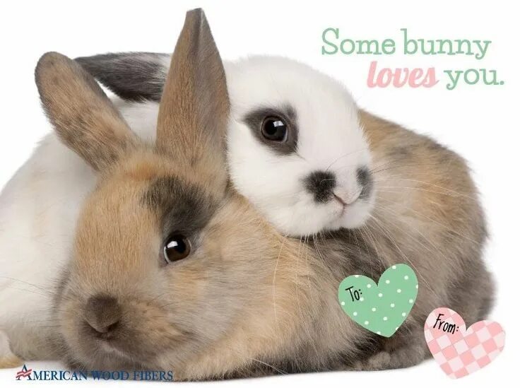 Rabbit is coming