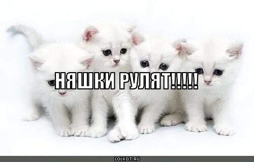 Няшка стрим. Няшка стрим