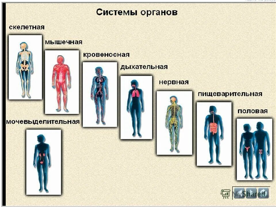 Анатомия периферической нервной системы человека анатомия. Что из перечисленного является органом тела человека. Нервная система органов схема. Головной и спинной мозг образуют. Перечислите системы органов относящиеся к организму человека.