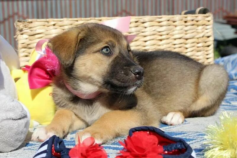 электроугли собаки