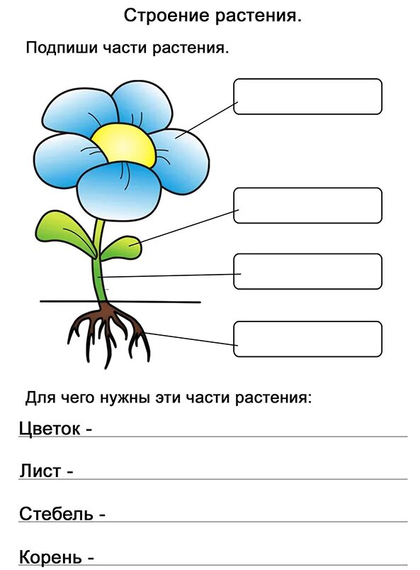 Части растений задания. Подпиши части растения. Задание Подпиши части растения. Подписать части растения.