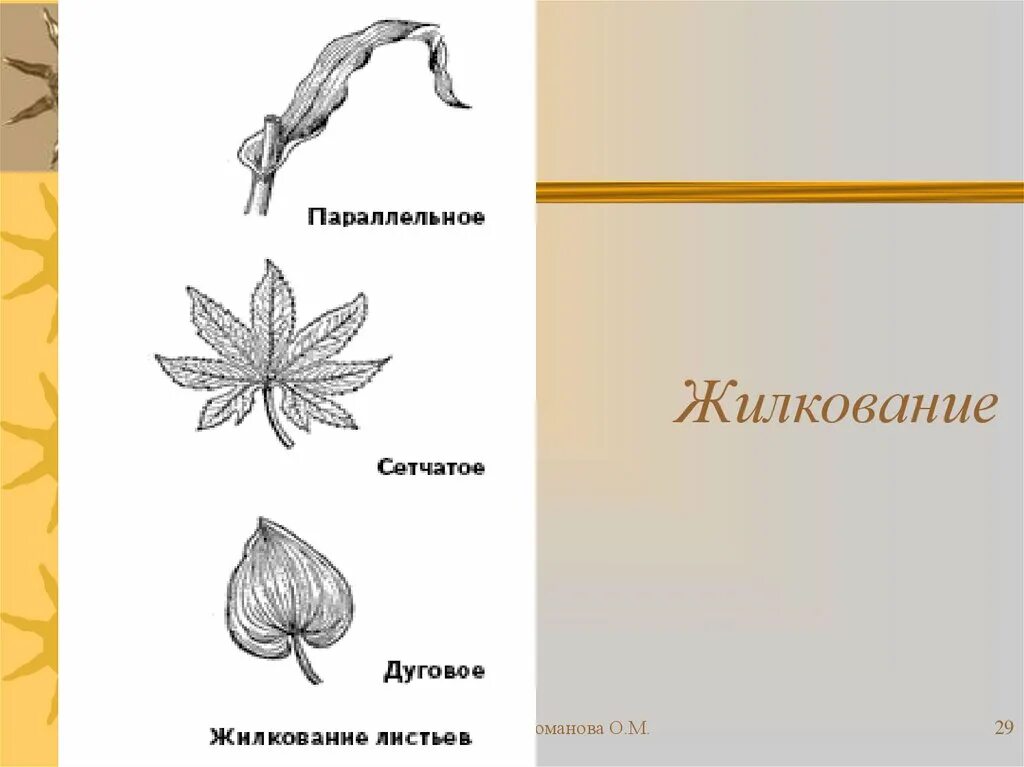 Тип жилкования у крестоцветных