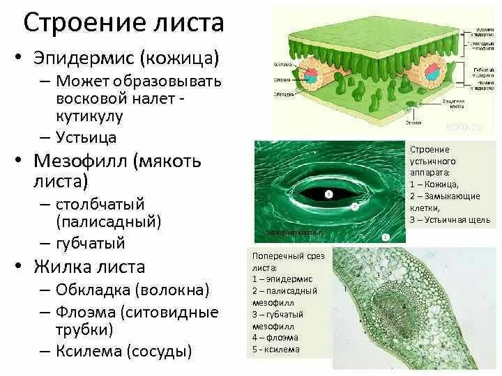 Функции ткани листа мезофилл. Губчатая ткань мезофилла. Мякоть листа мезофилл. Ксилема мезофилл устьице.