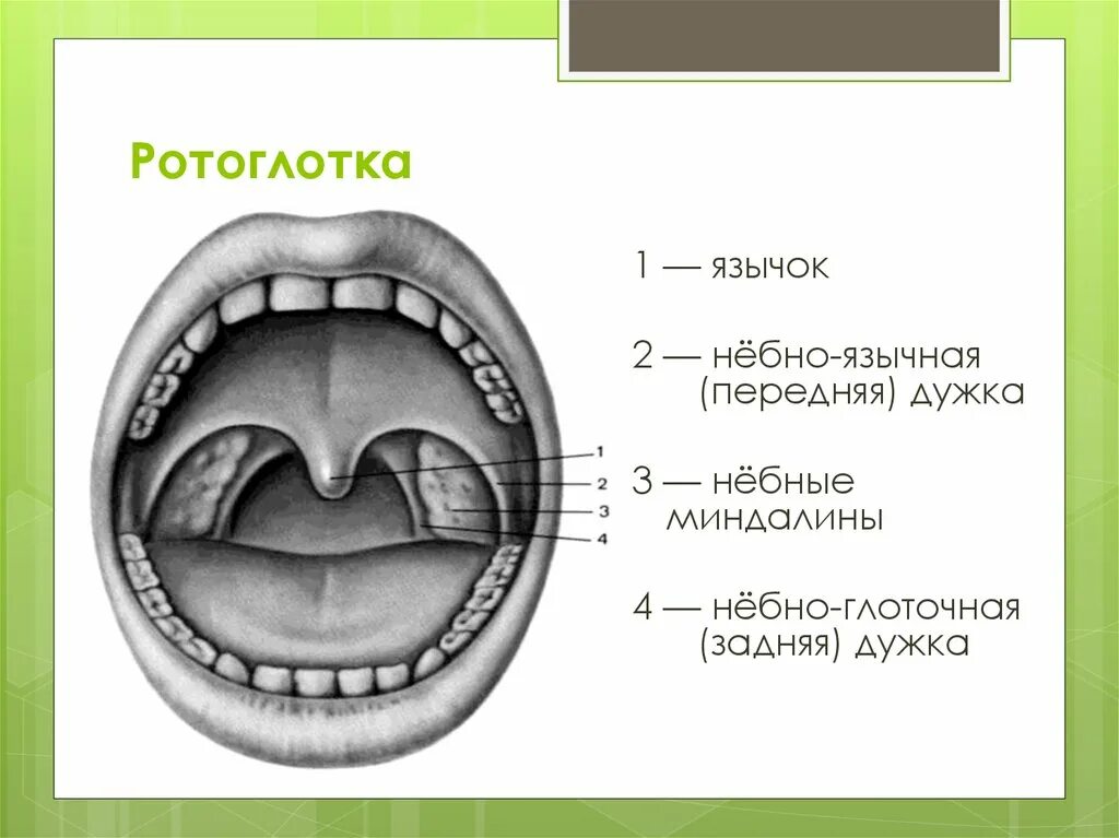 Анатомия зева строение небных миндалин. Строение ротовой полости миндалины. Строение небной дужки миндалины. Ротоглотка строение анатомия. Валики глотки