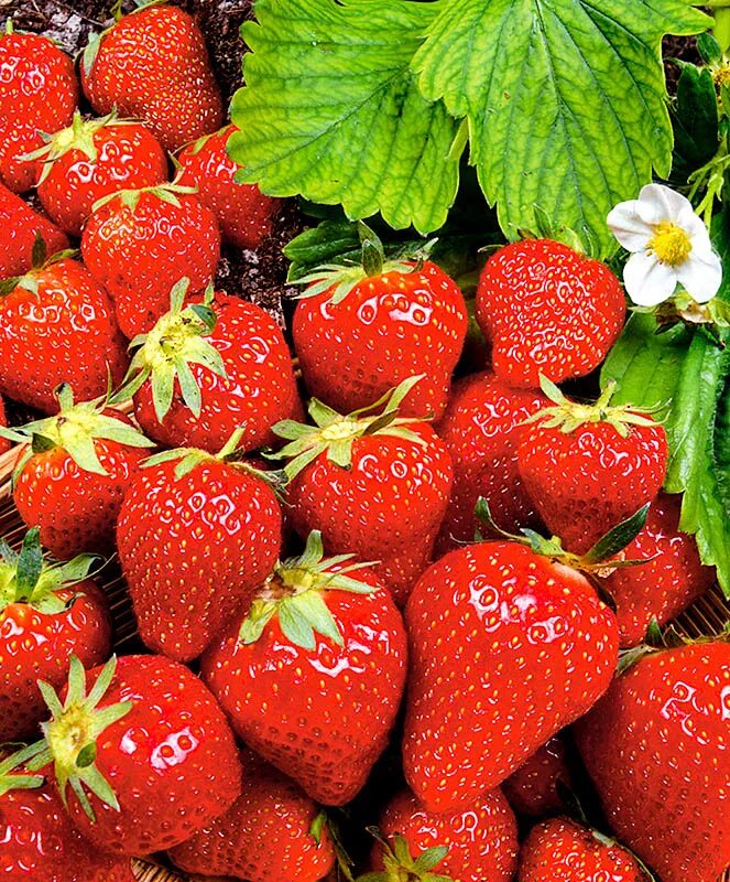 Земляника f1 московский деликатес. Земляника московский деликатес f1 (нк). Клубника зенкора. Земляника садовая кент. Земляника садовая хоней.