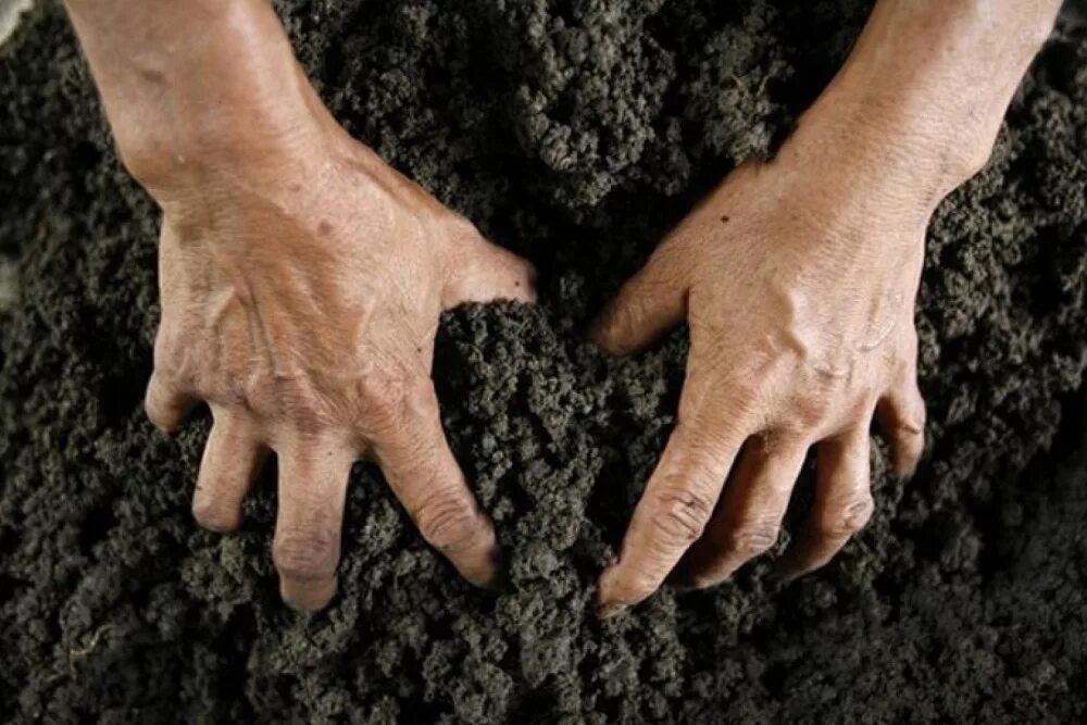 Выкопать посадочную яму. Упершись в землю. Упершись в землю. Цветок в асфальте. Горсть.