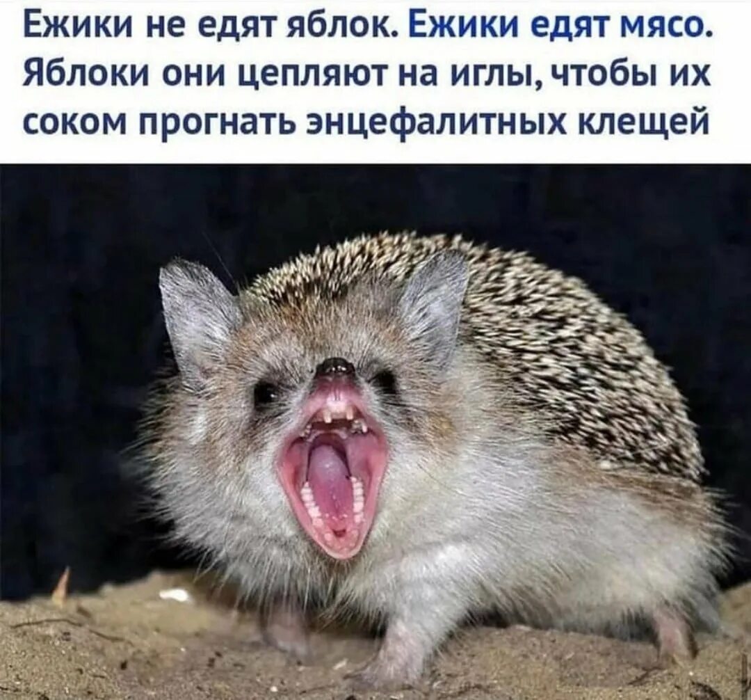 Песня ешь ежик. Ушастый ежик из красной книги. вымирают ушастые ежики. усатый ежик. ушастый еж злой.