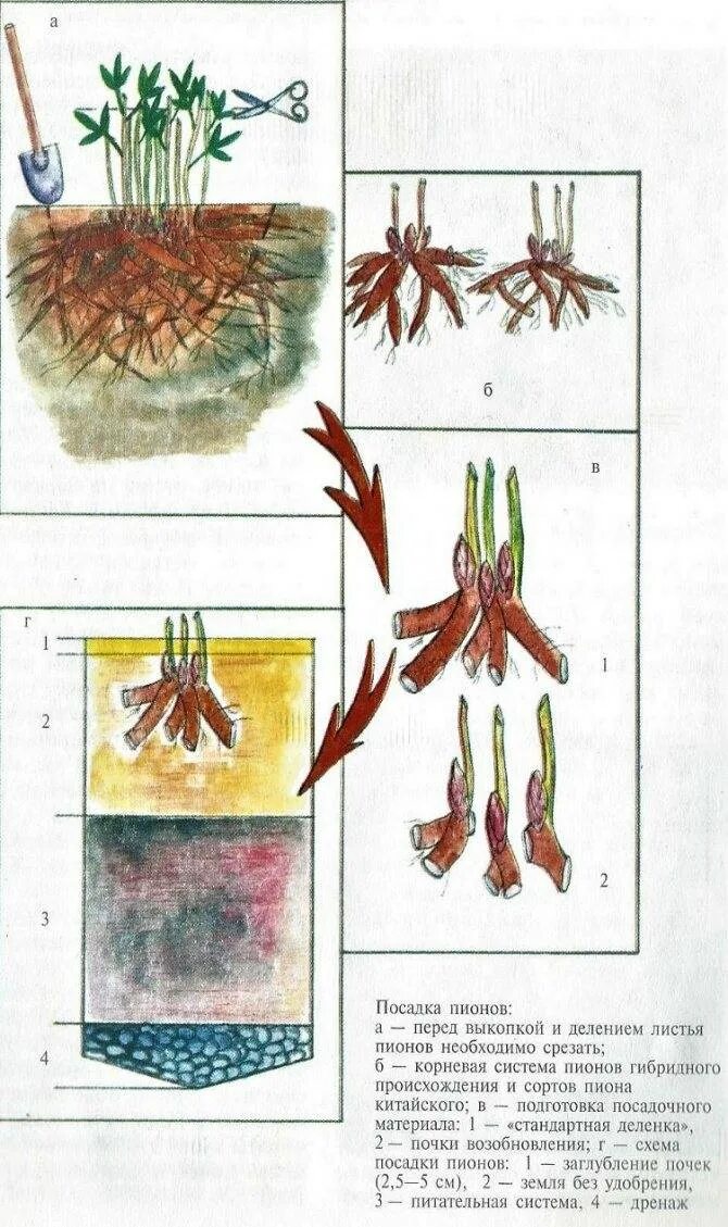 Посадка древовидного пиона весной в открытый грунт. Схема посадки Ито пионов. Посадка деленки древовидного пиона. Размножение пионов стеблевыми черенками. Корневище древовидного пиона.