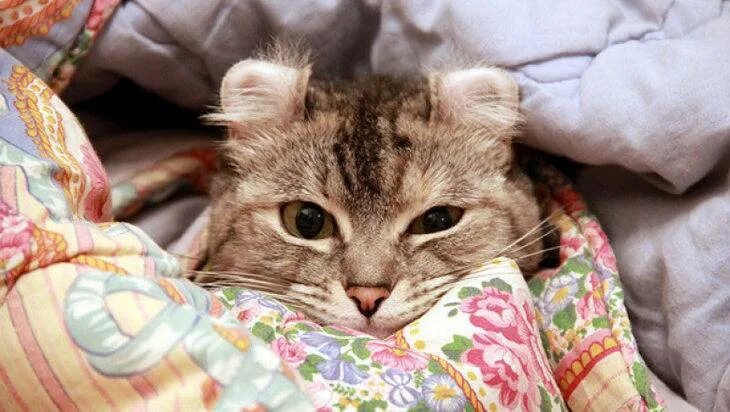 Кошка любит одеяло. Кот стягивает одеяло. кот кусает одеяло. котик в пледике на кроватке.