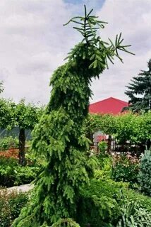 Ель сербская пендула