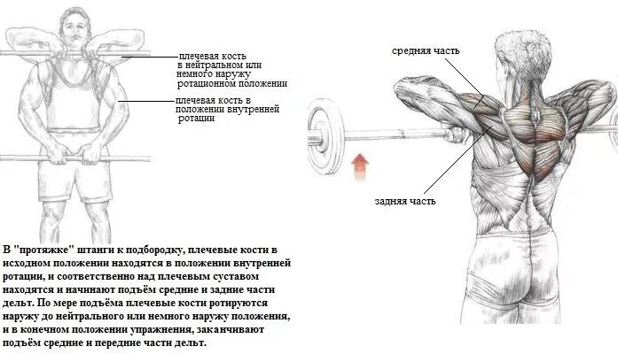 Тяга к подбородку техника выполнения. Протяжка штанги стоя широким хватом. Тяга грифа к подбородку узким хватом. Тяга штанги широким хватом. Тяга Кривого грифа к подбородку.