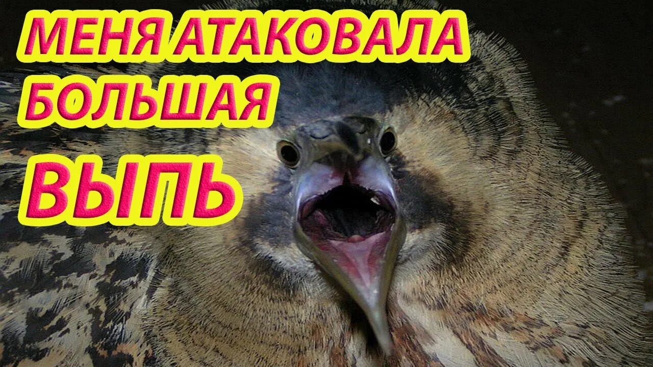 Высоко атакующей. Большая выпь атакует. Выпь нападает. Выпь Болотная атакует. Большая выпь голос.