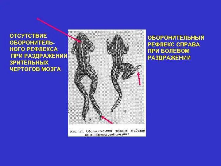 Рефлекс отдергивания руки от горячего. Оборонительный рефлекс. Оборонительный рефлекс физиология. Оборонительные рефлексы примеры. Оборонительный рефлекс у человека.