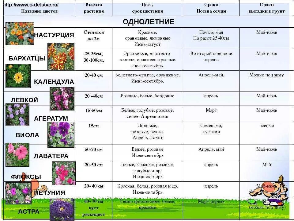 Сроки высадки цветов на расс. Таблица цветов от посева до цветения. Посадки однолетниклв в открытыйгрунт. Таблица сроков посадки однолетн цветов.