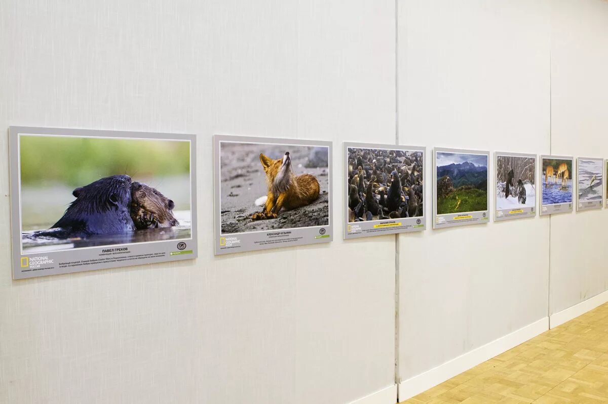 Лейтмотив фотовыставки. Оренбург выставка японской фотографии. Лейтмотив фотовыставки. Фотовыставка. Выставка в кц зеленоград.