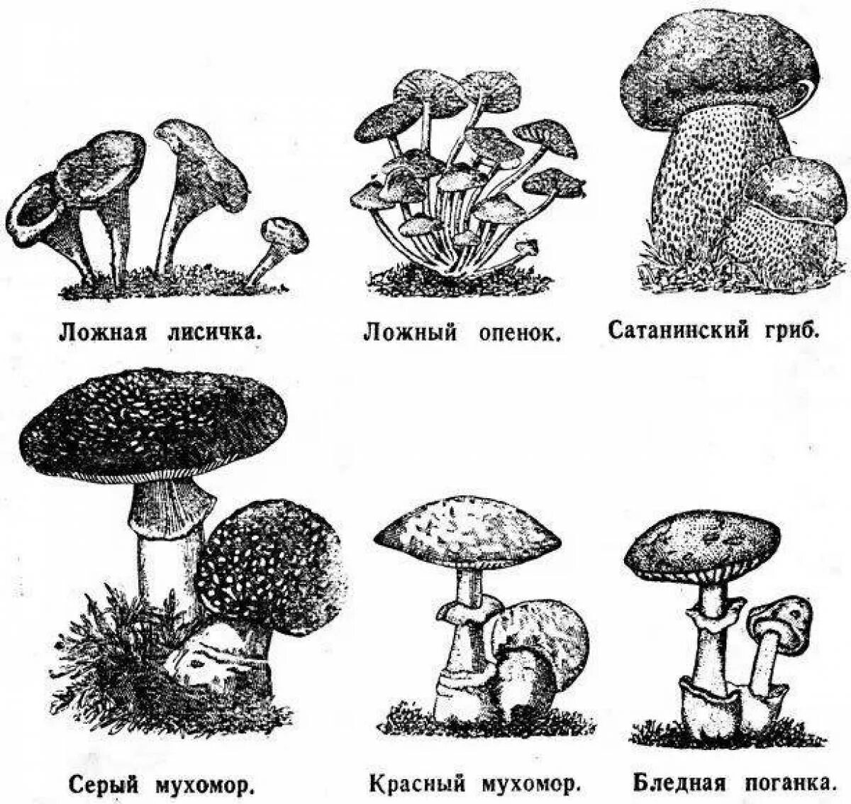 Ядовитые грибы рисунок и название. Бледная поганка и ложные опята. Рисунок съедобные и несъедобные грибы. Несъедобные грибы ложные опята раскраска. Опята бледная поганка