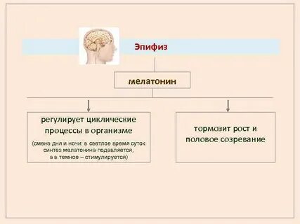 Виды функций организма