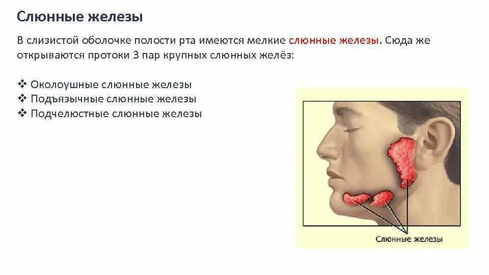 Правая околоушная железа. Крупные слюнные железы. Околоушные слюнные железы расположение.