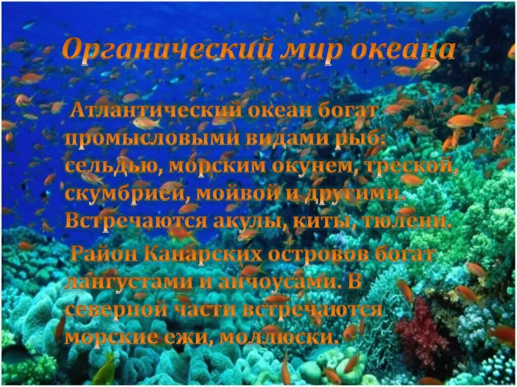 Презентацию животный и растительный мир океана. Органический мир Атлантического. Органический мир океана. Органический мир Атлантического океана презентация.