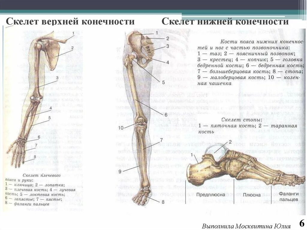 Самая крупная кость поясов конечностей. Нога человека строение название частей костей и мышц. Строение ноги человека. Кости голени и стопы анатомия. Стопа ноги строение.