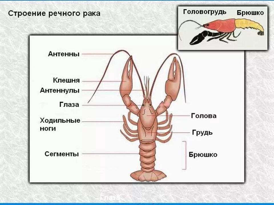 Сколько отделов имеет. Внешнее строение ракообразных 7 класс биология. Ракообразные отделы тела биология 7 класс. Внутреннее строение ракообразных схема. Отделы тела ракообразных 7 класс.