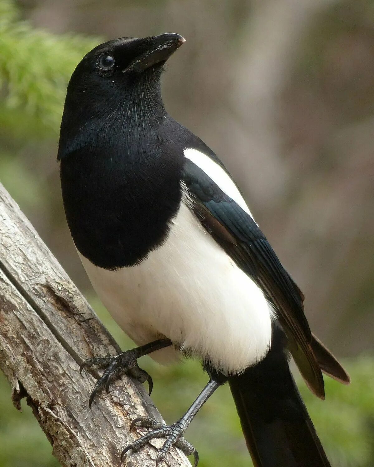 Сорока фото птицы. Сорока перелетная птица. Сорока pica pica. Сорока белобока птица. Сорока с зеленым хвостом.