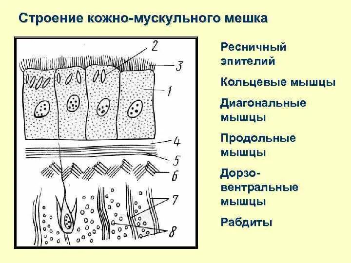 Кожные мешки