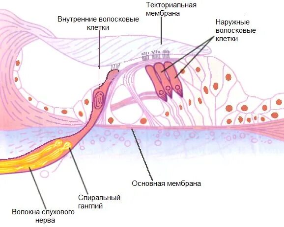 Строение уха волосковые клетки. Слуховой анализатор Кортиев орган. Строение слуховых рецепторов улитки. Волосковая клетка внутреннего уха строение.