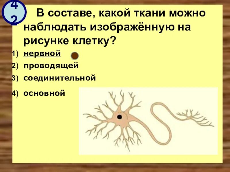 В состав какой ткани входят клетки. В составе какой ткани можно наблюдать изображённую на рисунке клетку?. Клетки какой ткани изображены на рисунке. В состав какой ткани входит изображённая на рисунке клетка?. На рисунке изображена нервная клетка.