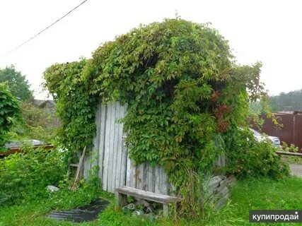 Приморск дачи