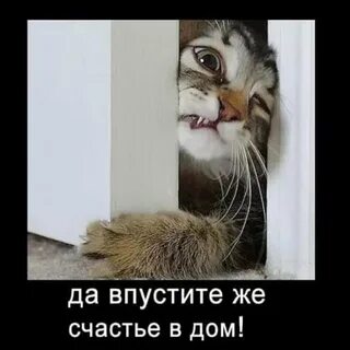 Коты лезут в дом