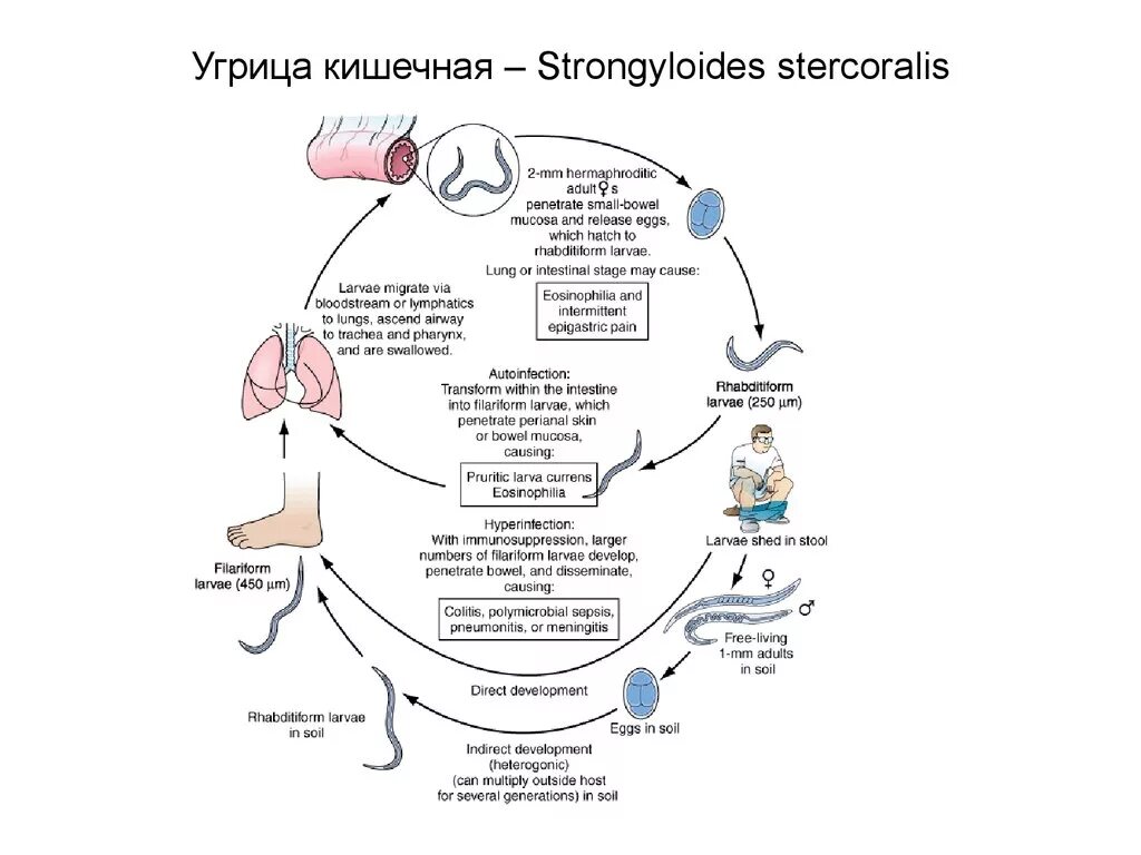 Кишечный цикл. Цикл развития угрицы кишечной схема. жизненный цикл угрицы кишечной схема. цикл развития strongyloides stercoralis. угрица кишечная цикл развития.