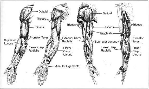 Мышцы верхней конечности анатомия. Мышцы руки анатомия человека. Мышцы верхних конечностей анатомия рисунок. Мышцы руки и плеча схема. Рука человека название