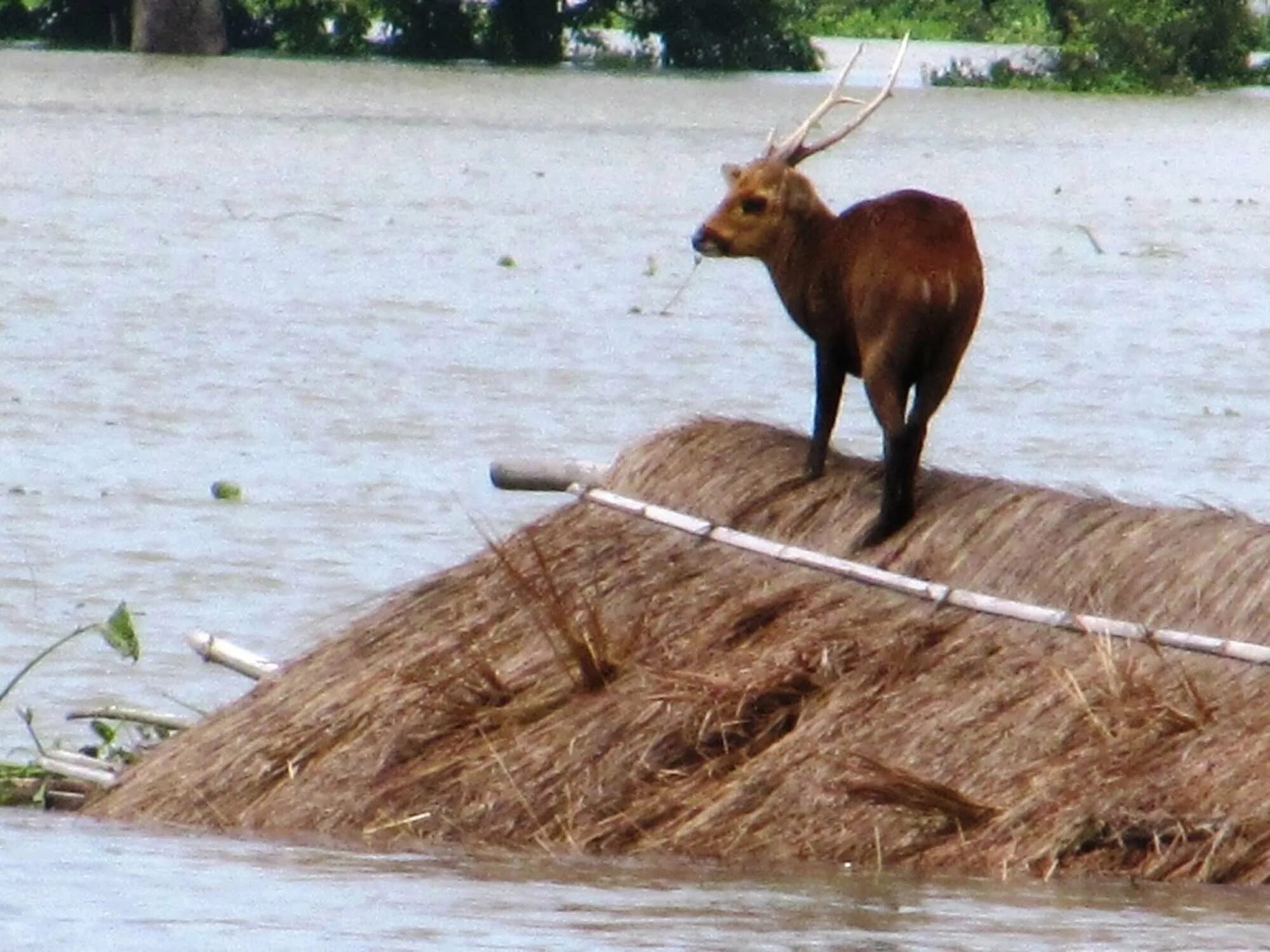 Destroy wildlife. Половодье животные. Паводок животные. Наводнение и Дикие животные. Животные при потопе.