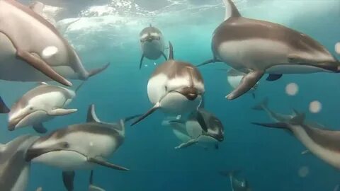 Дельфины в море видео
