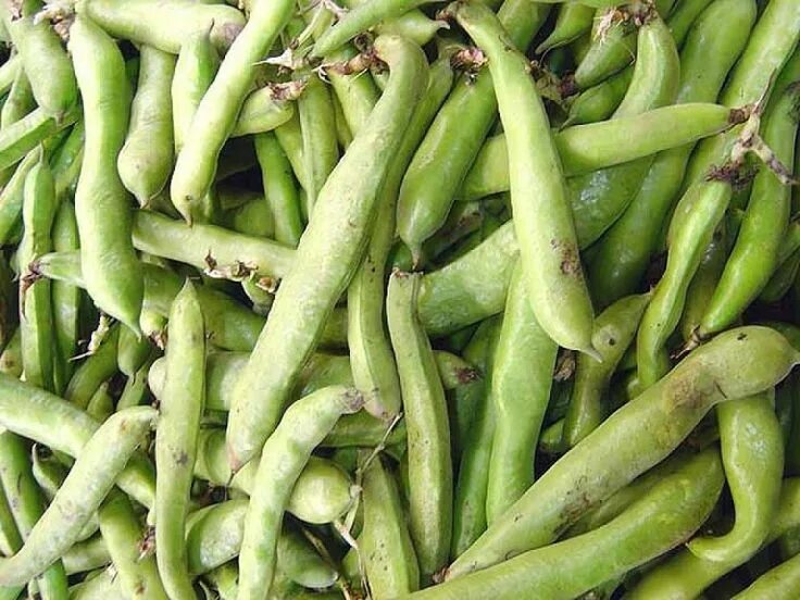 Fava Bean Extract And Premature Ejaculation Factory Sale xn--h1aahyg1df.xn--p1ai