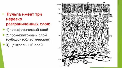 Пульпа образована