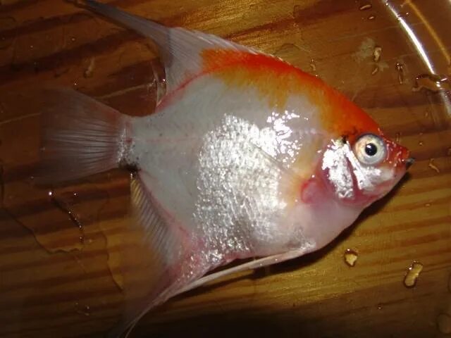 Скалярия кои. Мальки скалярии. Скалярия аквариумная рыбка. Птерофиллум альтум. Что за болезнь у скалярии на плавниках белые налёт фото.