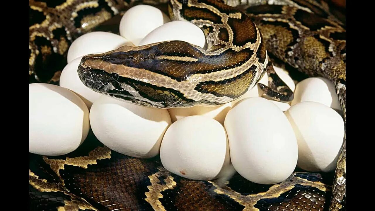 Python egg