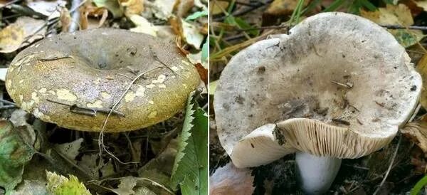Грузди ложные как отличить. Груздь настоящий (lactarius resimus). Белый груздь груздь перечный. Фото белого груздя настоящего и ложного. Ложные черные грузди.