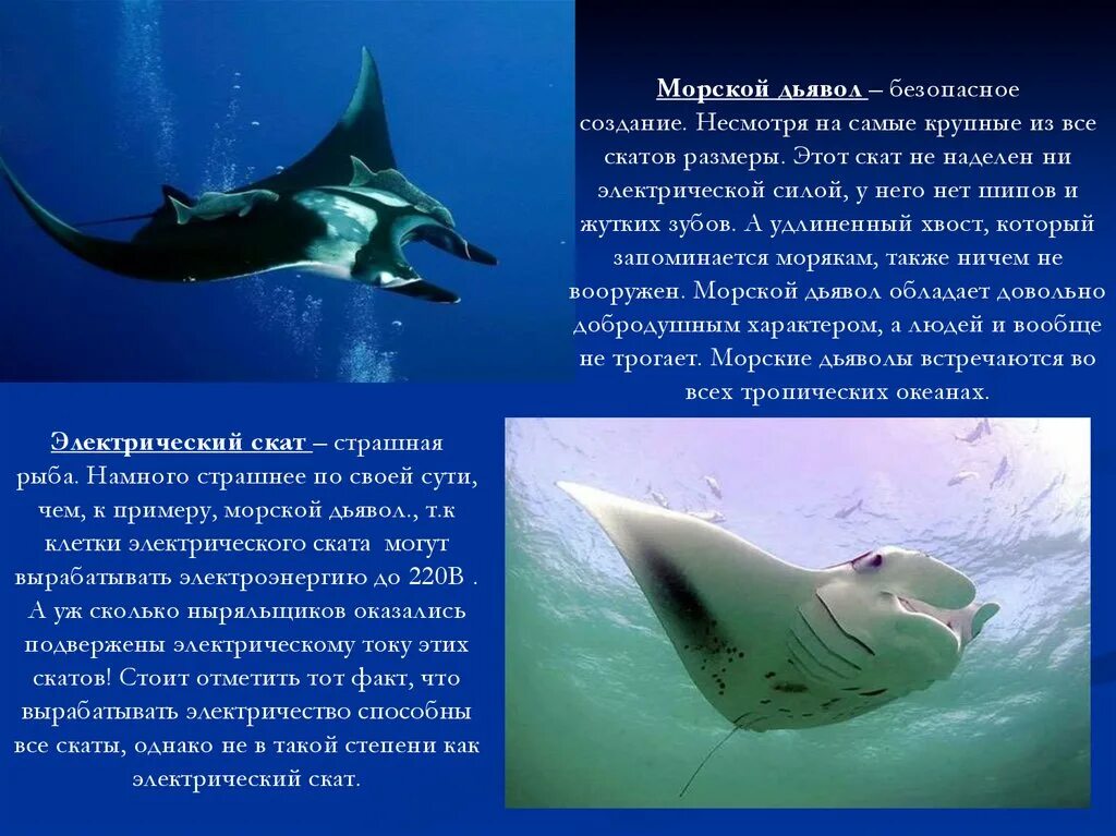 Признаки акул и скатов по группам