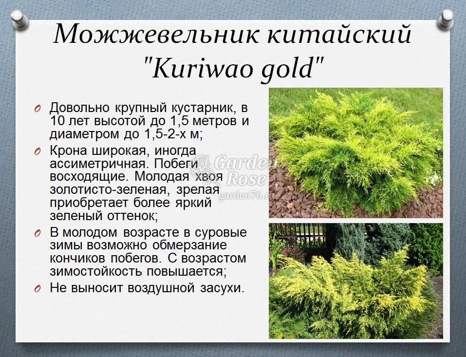 Можжевельник китайский Kuriwao Gold Садовые Растения 145692632 купить в интернет