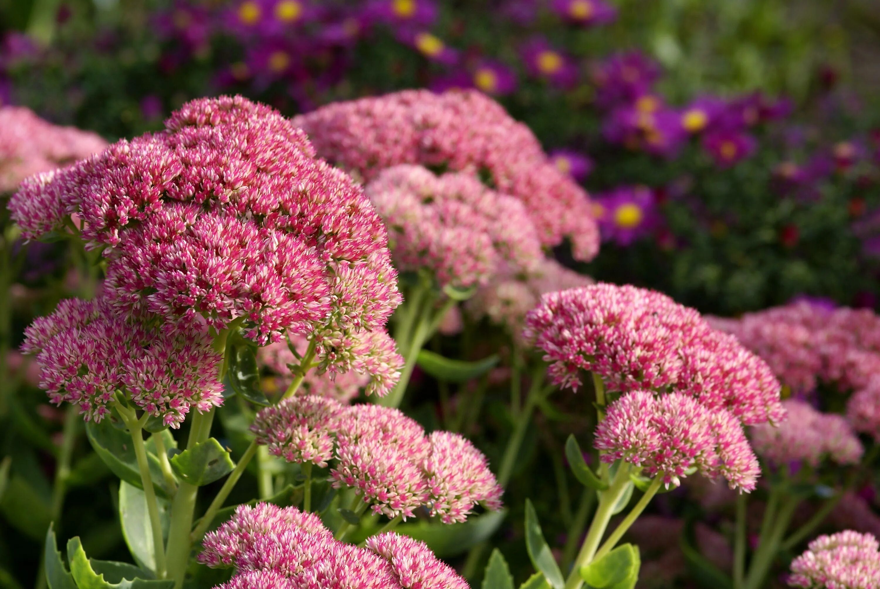 Очиток Видный 'Brilliant'. Очиток Видный (Sedum spectabile `Brilliant`). Седум Видный Sedum spectabile Brilliant.