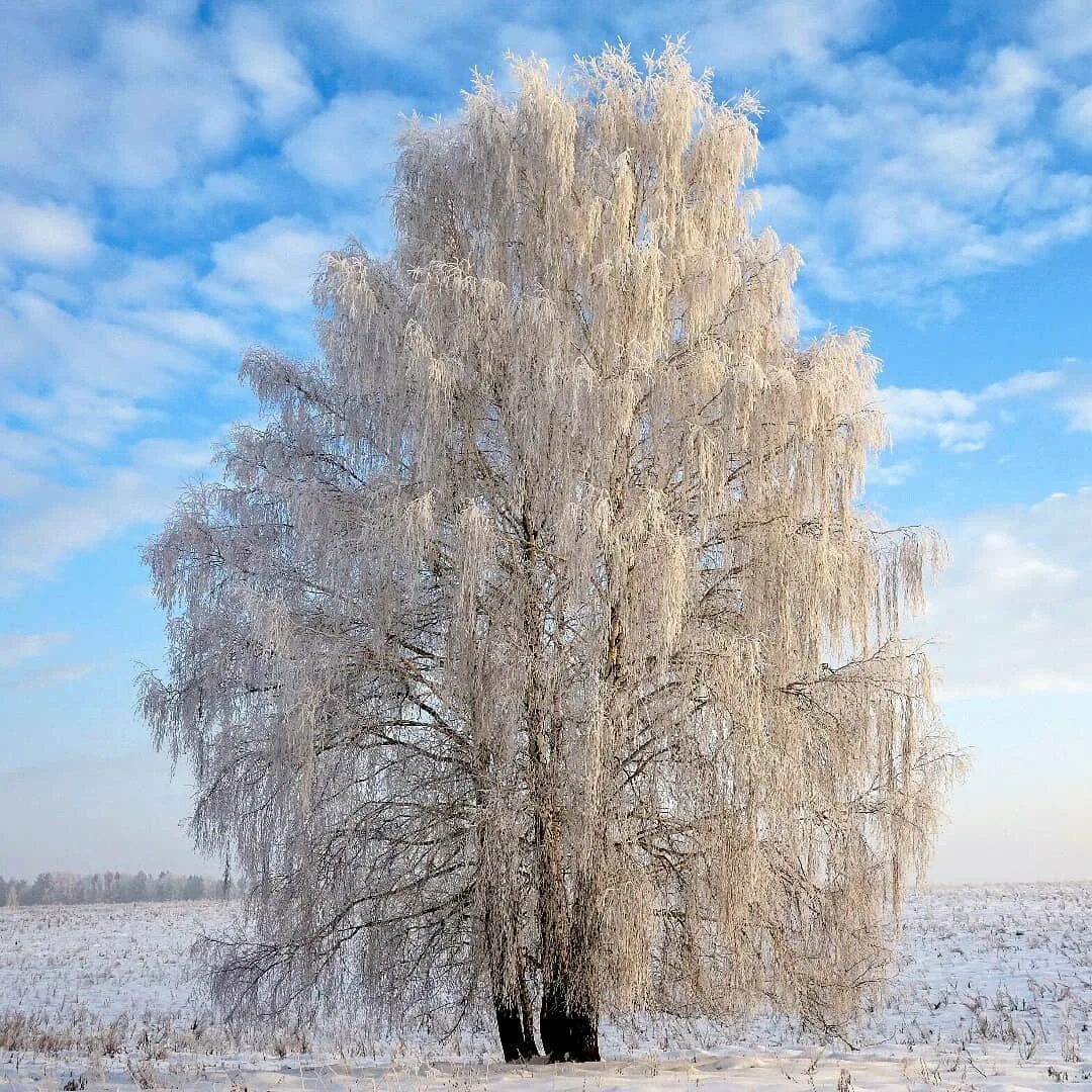 Снежною каймой распустились