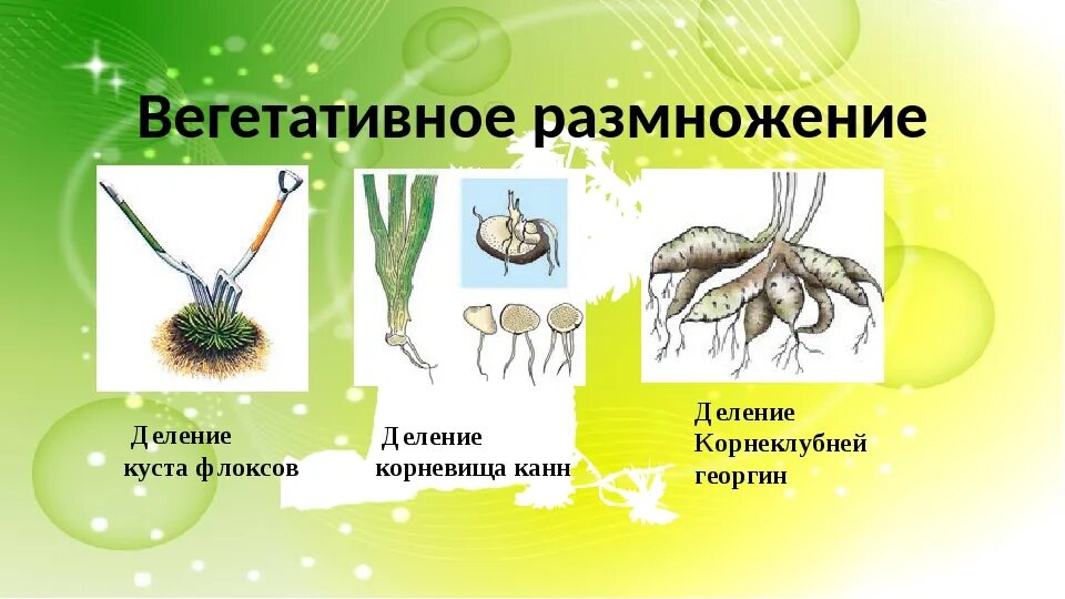 Б вегетативное размножение осуществляется путем деления мицелия. Размножение канны делением корневища. вегетативное размножение корневищами. вегетативное размножение делением. канна деление корневища.